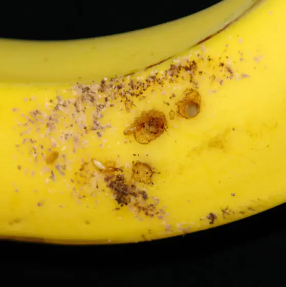 banana fruit