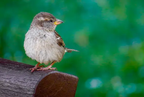 bird