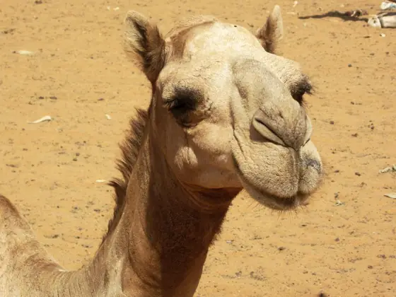camel