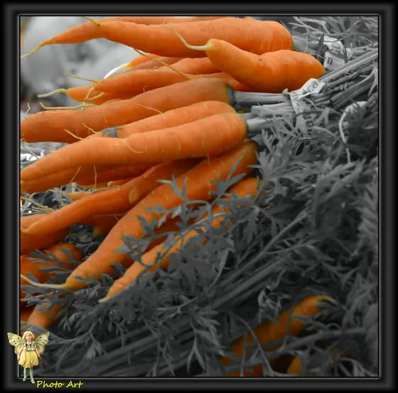 carrot