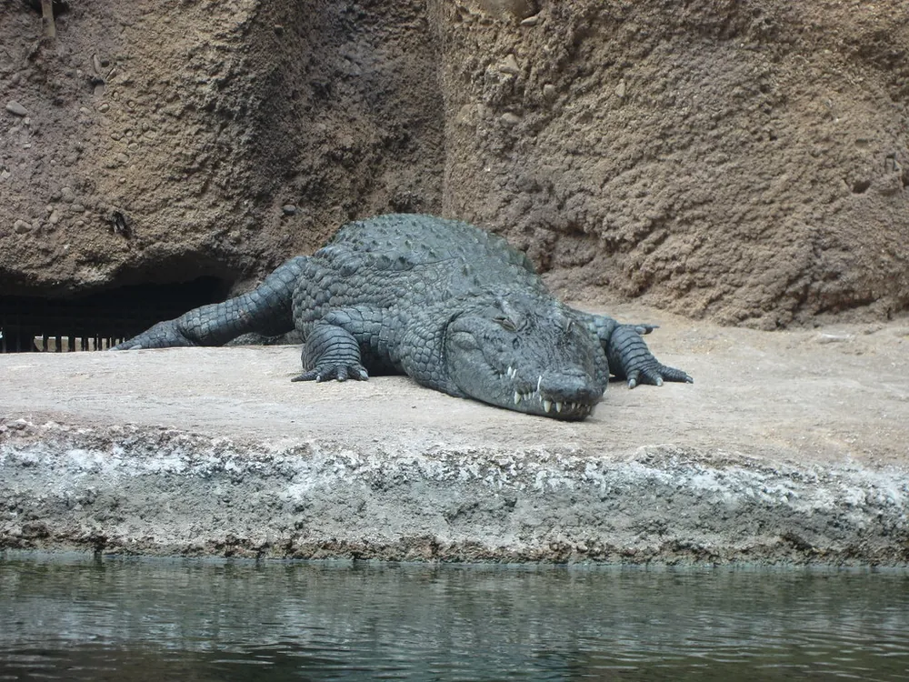 crocodile
