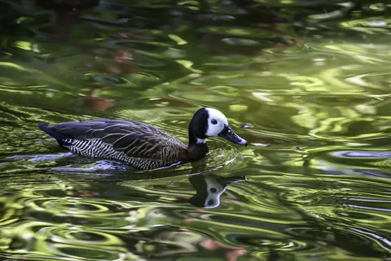 duck