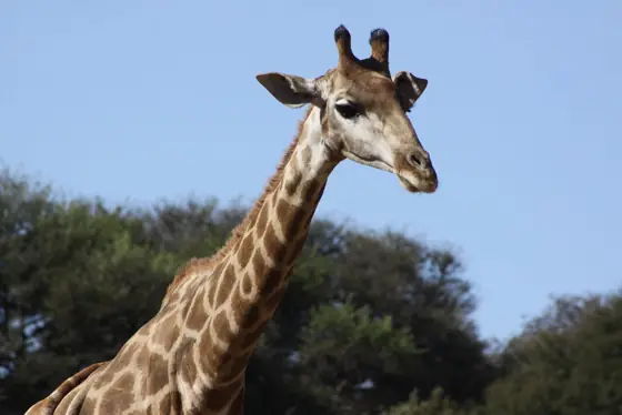 giraffe