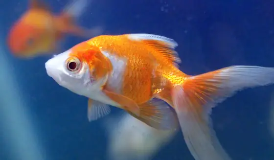 goldfish