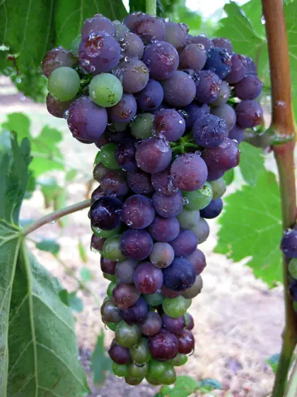 grapes