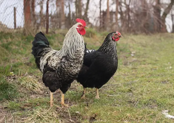 hen farm