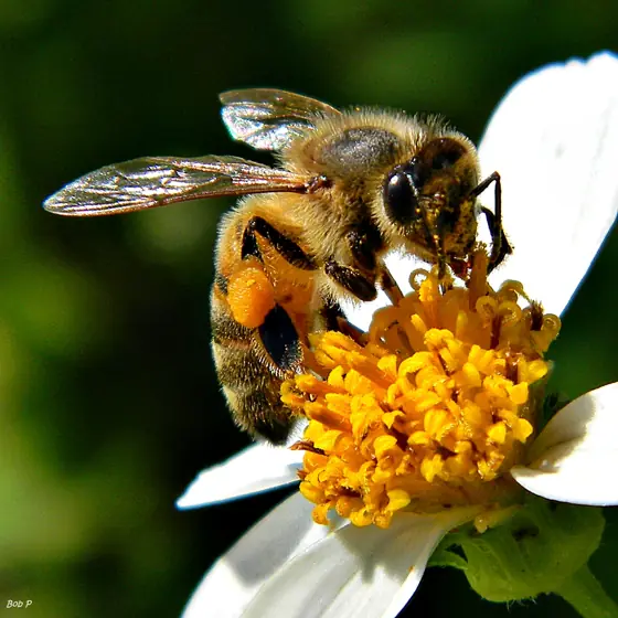 honey bee