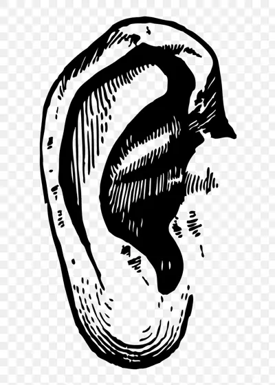 human ear