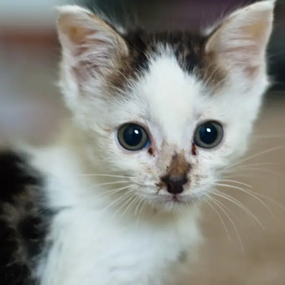 kitten