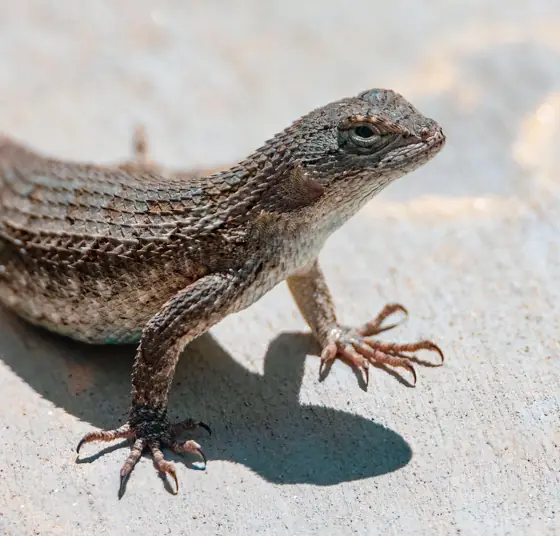 lizard