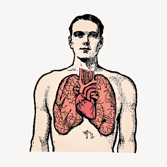 lungs illustration
