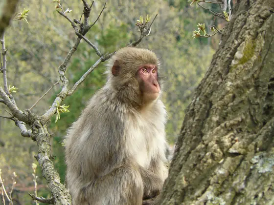 monkey