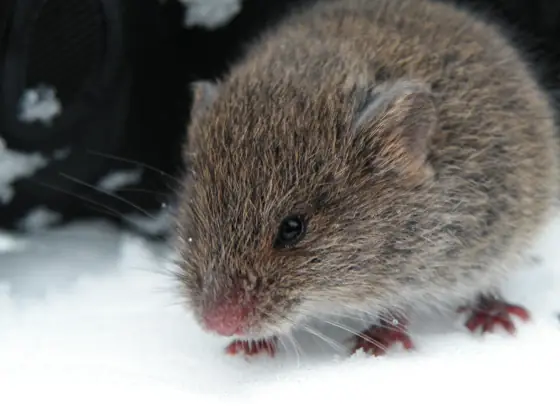 mouse animal
