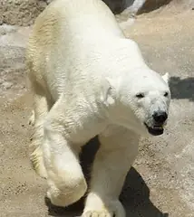 polar bear