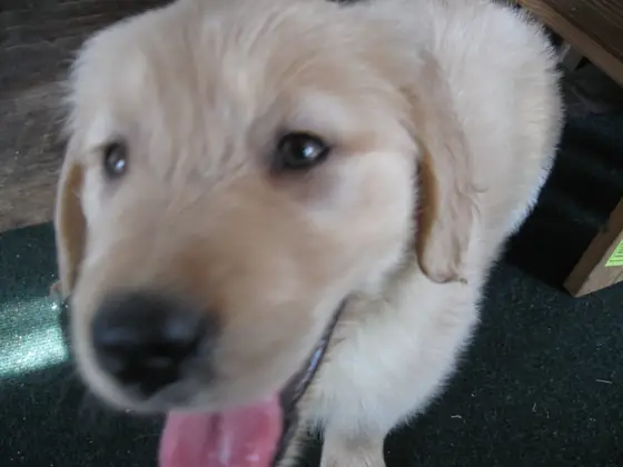 puppy