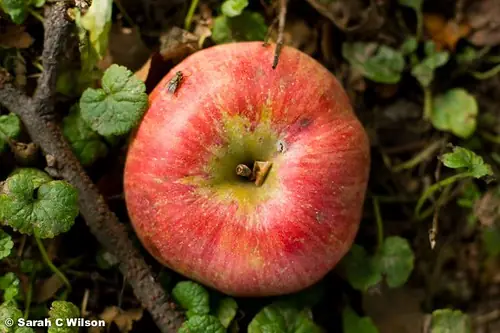 red apple