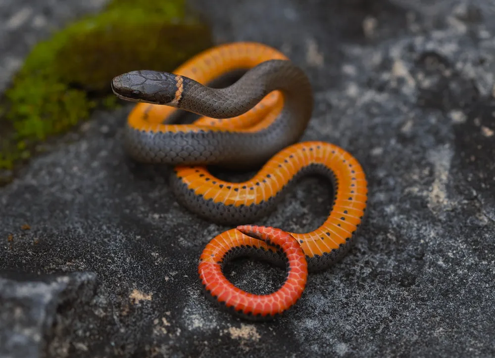 snake