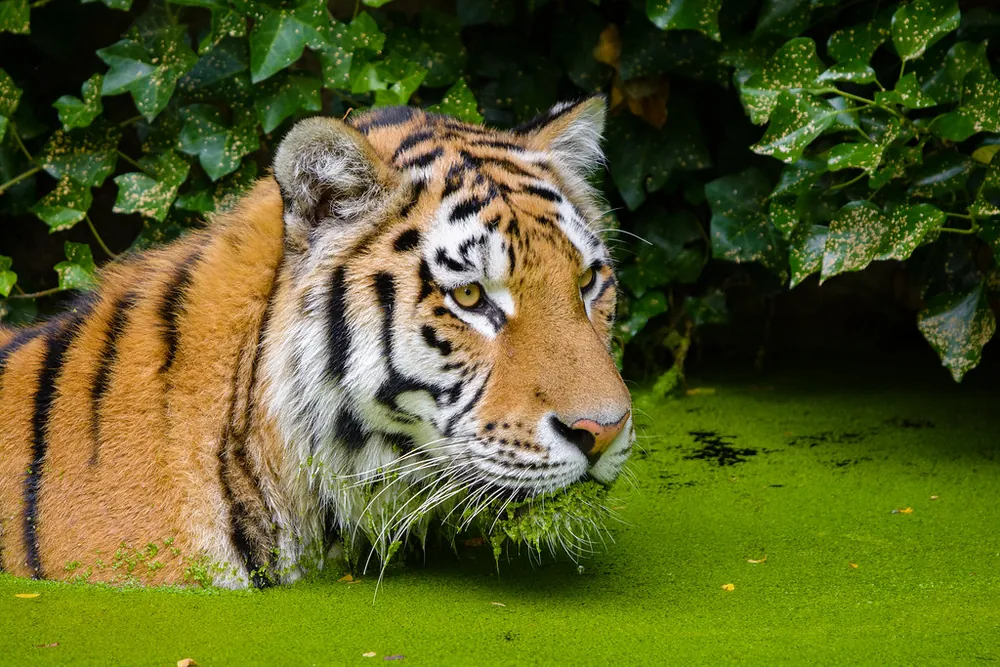 tiger
