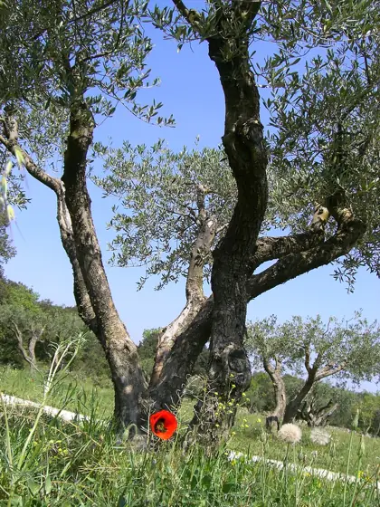 tree