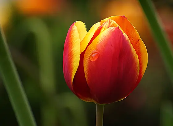 tulip