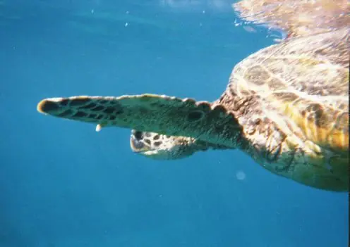 turtle
