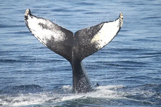 whale