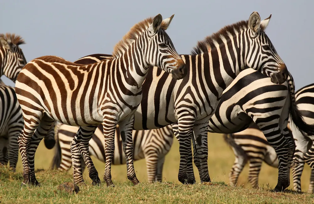 zebra